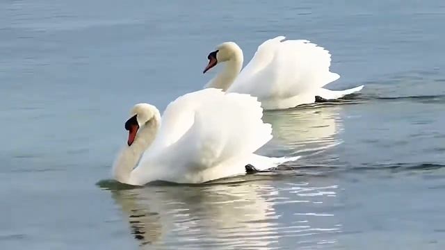 Учитесь верности у лебедей - Сергей Варакин смотреть онлайн