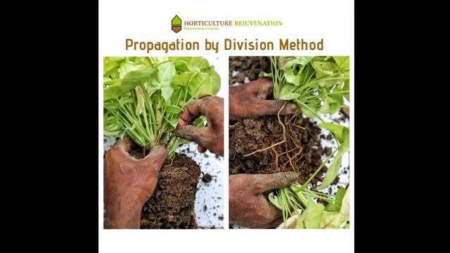 Propagation by division смотреть онлайн
