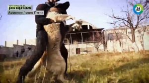 Порода Гампр – Армянский волкодав.