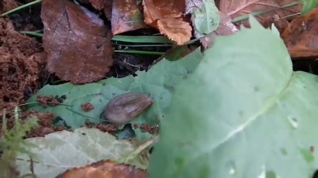 Slugs, Snails And Tea Leaves Update1 смотреть онлайн