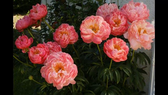 Peony time lapse 260516 смотреть онлайн