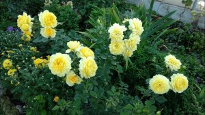 Розы. Цветение роз в конце октября