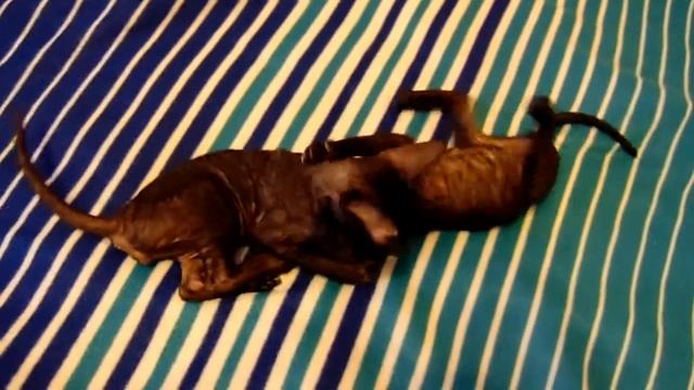 Двое из ларца! ( 10.12.2017 ) смотреть онлайн