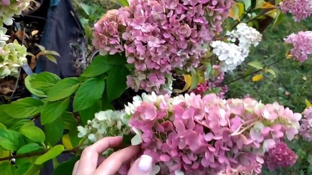 Гортензія Меджикал Кіліманджаро, Hydrangea pan. Magical Kilimanjaro смотреть онлайн