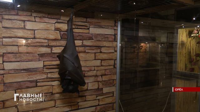 В Орле в ТРЦ "РИО" открылась выставка "Живые тропики" смотреть онлайн