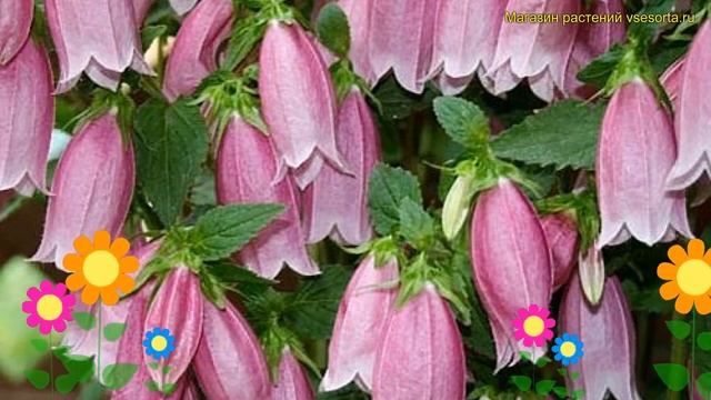 Колокольчик точечный Рубифлора. Краткий обзор, описание campanula punctata f. rubriflora Rubriflora смотреть онлайн
