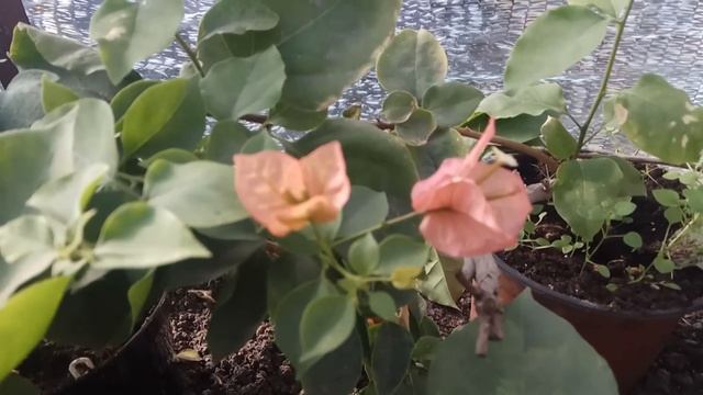 Бугенвиллия, зимовка, важные секреты. смотреть онлайн