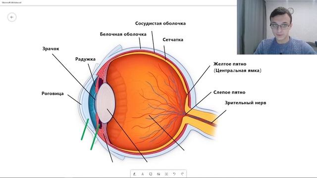 Строение ГЛАЗА просто | Анатомия ГЛАЗА ЗРИТЕЛЬНОГО АНАЛИЗАТОРА | ЕГЭ биология смотреть онлайн
