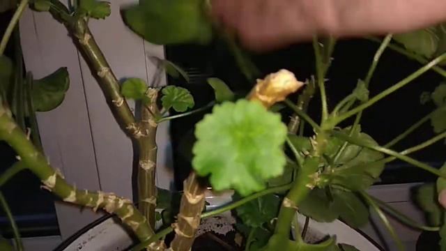 Герань после обрезки Отличный результат смотреть онлайн