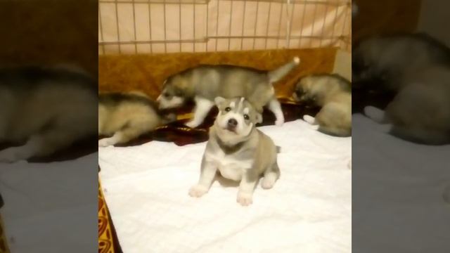 Первая песня хаски смотреть онлайн
