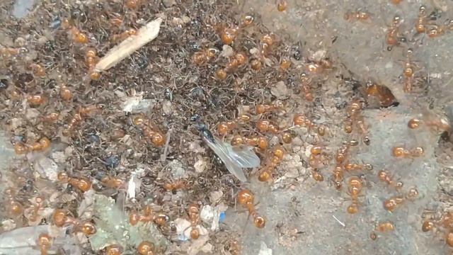 BATTLE BETWEEN TWO ANTS COLONY (FIRE ANTS RAID) | How ants fight | Ants vs ants смотреть онлайн