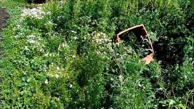 Дикая утка прикидывается раненой, спасает утят смотреть онлайн