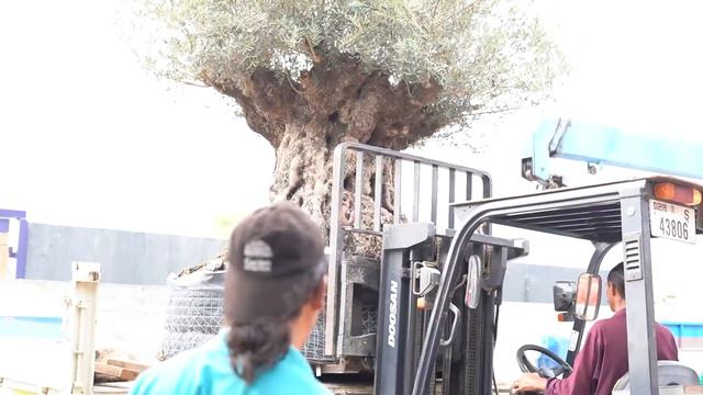 Another Successful Delivery of Matured Olive Tree | The Garden Concept Store | Dubai, UAE смотреть онлайн