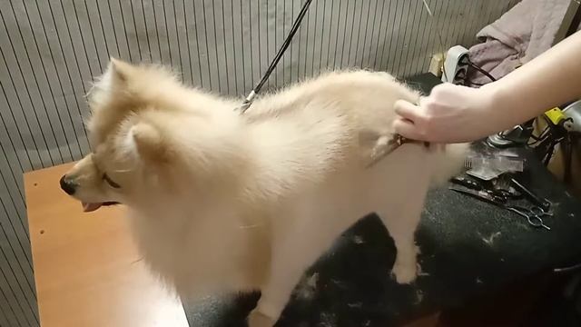 ?Шпиц "под мишку". Стрижка, груминг шпица Смайлика смотреть онлайн