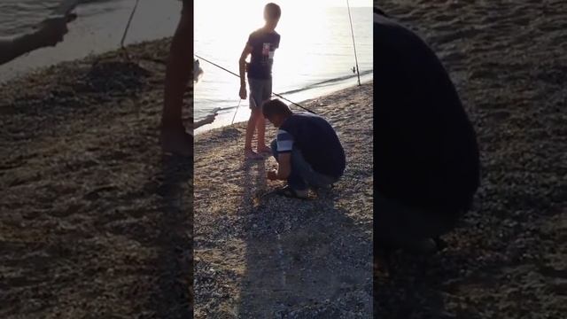 Азовское море рыбалка #shorts #азовскоеморе #должанская #рыбалка смотреть онлайн