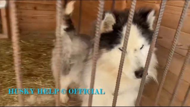 Подопечные фонда Хаски Хэлп © (Husky Help). 25.02.2021 смотреть онлайн