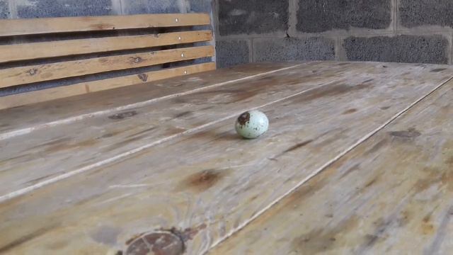 ПОДЛОВИЛ МОМЕНТ.КАК ПЕРЕПЁЛКА НЕСЁТ ЯЙЦО. смотреть онлайн