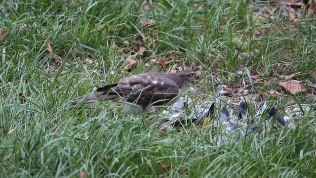 Ястреб-перепелятник рвёт голубя (московские птахи) смотреть онлайн