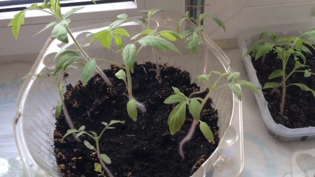 Листовой Салат. Десерт. Выращивание в домашних условиях и в условиях карантина. День 1. смотреть онлайн