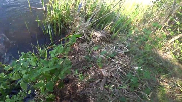 ВОТ ТАК УЛОВ. Крупные ЛИНИ на поплавочную удочку. Рыбалка на линя. ЛИНЬ на удочку. ЛИНЬ. Ловля Линя смотреть онлайн
