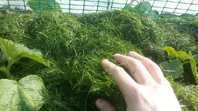 Мульчирование скошенной газонной травой смотреть онлайн
