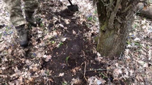 Павел первый в корнях! Коп в лесу ! смотреть онлайн