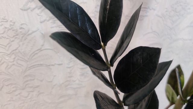 Zamioculcas Raven / Замиокулькас Равен 14/70 смотреть онлайн