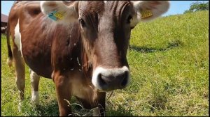 Учим домашних животных: коровы - звуки / Learn Pets: Cows - Sounds