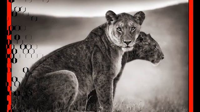 WE ARE NATURE with NICK BRANDT´S PHOTOS смотреть онлайн