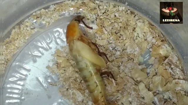 Анимационные Короткометражки