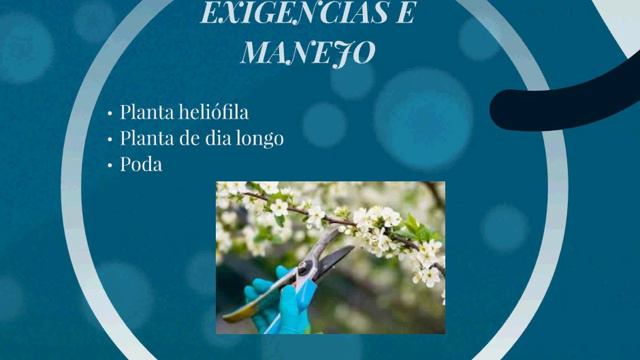 Produção de Gipsofila смотреть онлайн