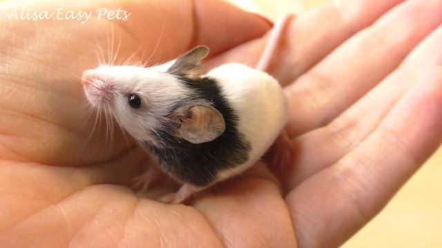 КАК НАЗВАЛИ Японских МЫШЕК LOL? СКОЛЬКО ВЕСИТ МЫШКА? как ИГРУШКА для Котика | Alisa Easy Pets смотреть онлайн