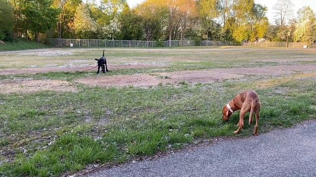 Ризеншнауцер и венгерская выжла :: Riesenschnauzer und Wischler (magyar vizsla) смотреть онлайн
