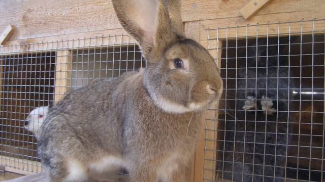 Все о кролике породы Фландр!!! смотреть онлайн