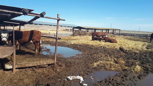 Герефорд VS Казахская белоголовая? Купить КРС можно у нас +79656176005 смотреть онлайн