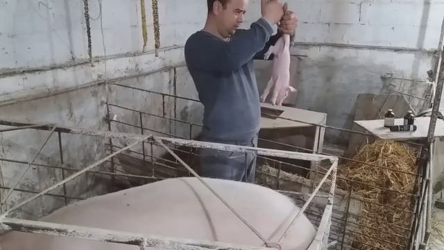 Колимо залізо і купіруємо хвостики поросяткам на третій день після народження. смотреть онлайн