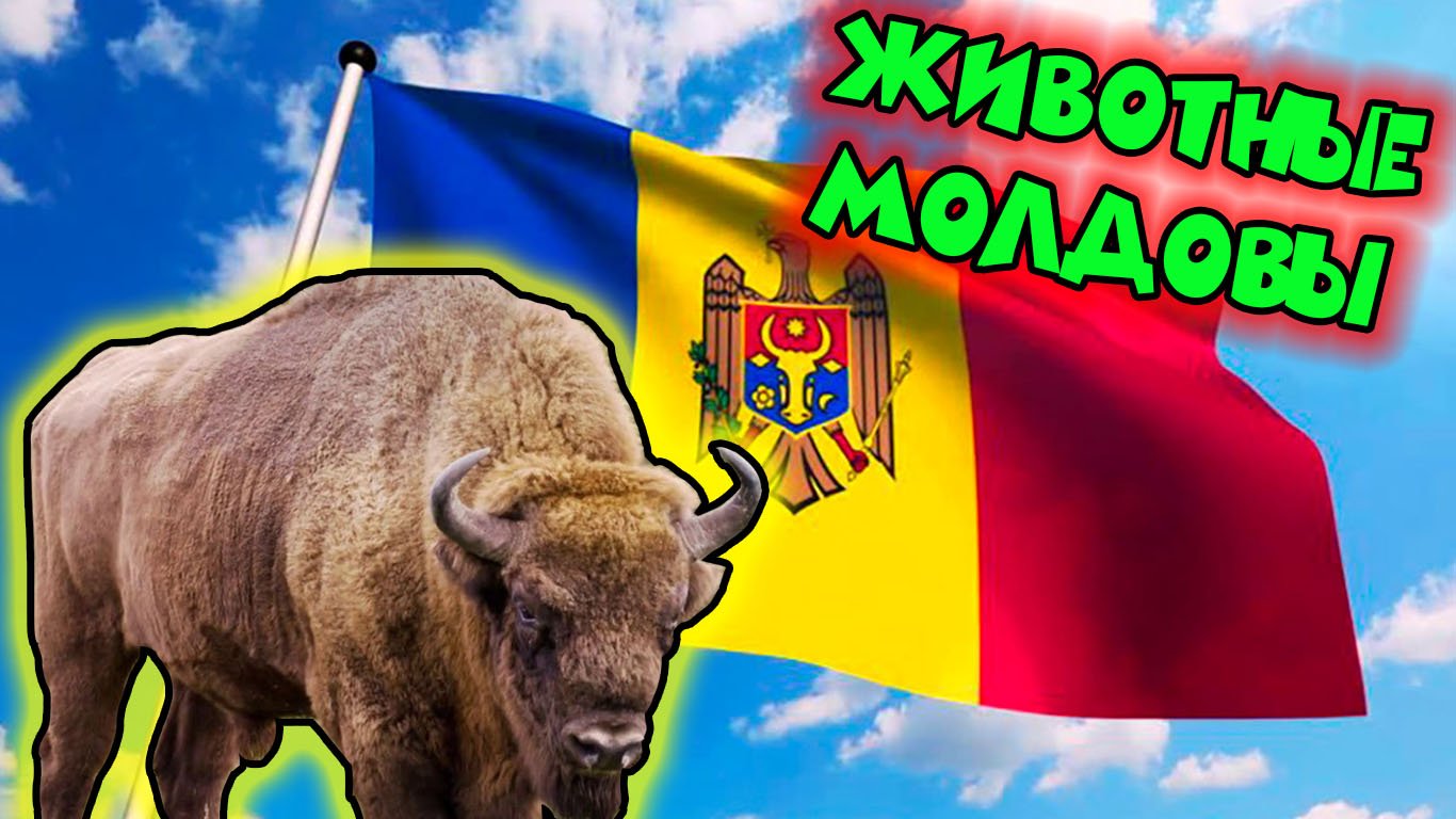 Животные Молдовы смотреть онлайн