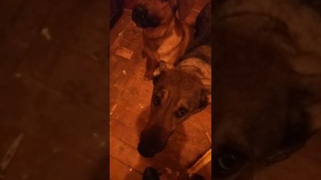 собаки уничтожили дом смотреть онлайн