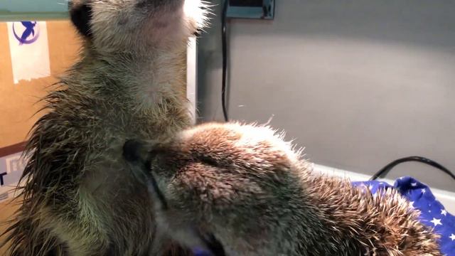 Сурикаты сушатся после купания