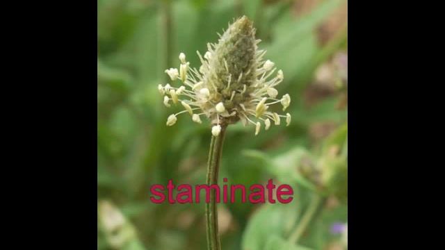 Plant Portrait - English Plantain (Plantago Lanceolata)