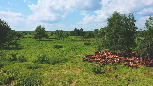 Кашин луг. Герефорды | Колхозный Тест-Драйв