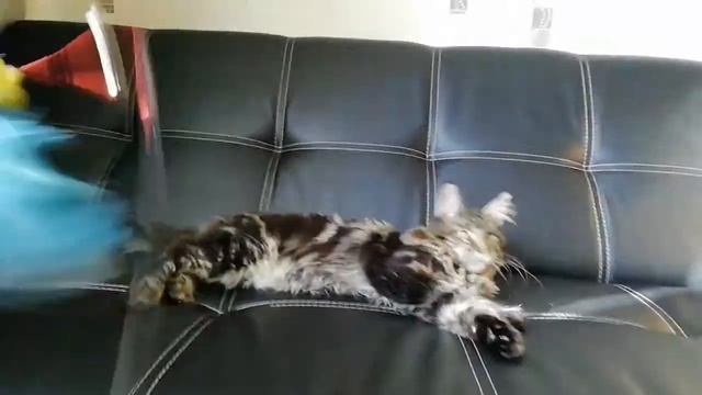 Черный мраморный кот Мейн-кун 1), 5,5 месяцев смотреть онлайн