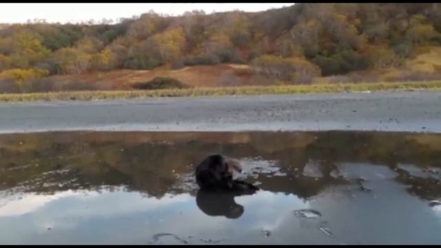 Калан. Кроноцкий заповедник. смотреть онлайн