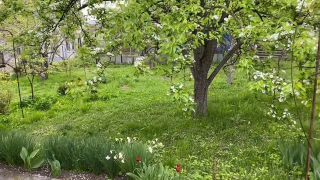 Посадила магнолию и розы. Цветущая роза Эшли смотреть онлайн