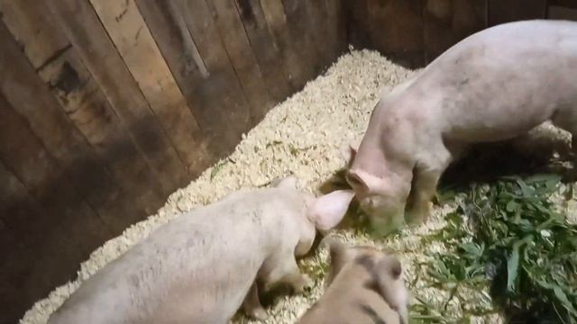 Дела хозяйские и вновь не большое прибавление в хозяйстве смотреть онлайн