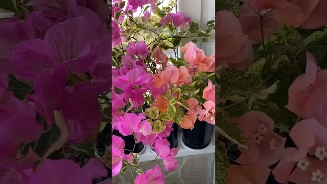 Вариегатные бугенвиллии / Variegated bougainvilleas : Diamon Orange, Pink Batik, Emas Perak смотреть онлайн