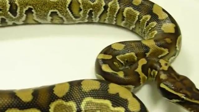BLOOD BALLS--blood python X ball python hybrid---AWESOME!! смотреть онлайн