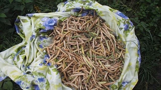 Как заготовить семена спаржевой фасоли и других видов. .Сбор,сушка и хранение фасоли. смотреть онлайн