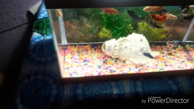 My aquarium setup? смотреть онлайн