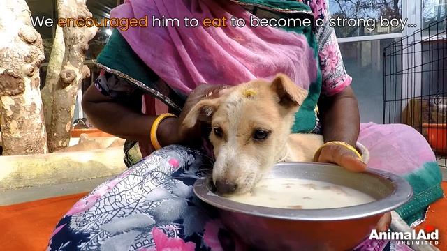 Her puppy was dying, desperate mother needed help to save his life... смотреть онлайн
